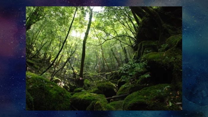 Shiratani Ravine, Yakushima Forest, where Princess Mononoke's locales are based on