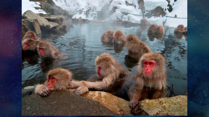 Japanese snow monkeys